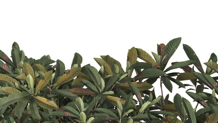 Various types of flowers grass bushes shrub and small plants isolated