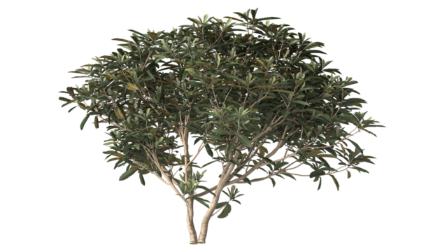 Various types of tree branch plants bushes shrub and and small plants isolated	

