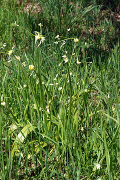 Seltsamer Lauch - Allium paradoxum, bl&uuml;hende Pflanze