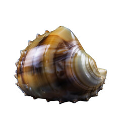 sea shell isolated on white transparent background cutout