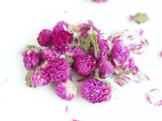 Purple Globe Amarant flower. Its Latin name: Gomphrena globosa. Dried blossoms for a healthy, natural tea, a natural remedy for flatulence, cought and laryngitis