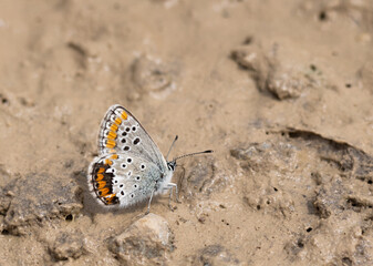 butterfly, insect, animal, nature, colorful, summer
