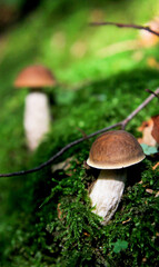  Two aspen mushrooms in dense green moss with clover leaves