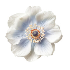 anemone on transparent background cutout