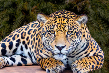 Jaguar (Panthera onca) in portrait and selective focus with depth blur