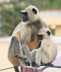 monkey baby  playing with mother are watching