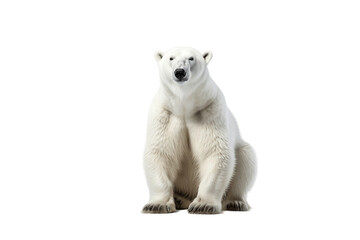 Isolated Polar Bear on Transparent Background - obrazy, fototapety, plakaty