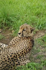 Animals are a traditionally (since the time of Aristotle) distinguished category of organisms, currently considered as a biological kingdom. Animals are the main object of zoology study.