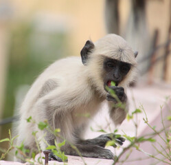 baby monkey eating tree leaves