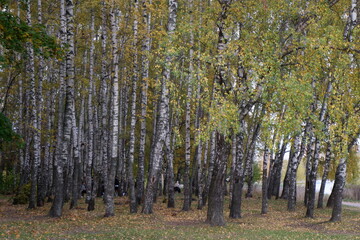 trees in the forest