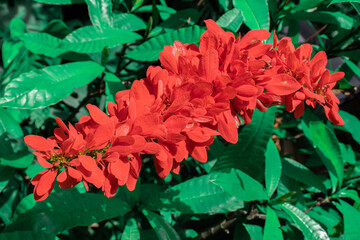 Red flowers of Chaconia, Wild Poinsettia, Warszewiczia, Pride of Trinidad and Tobago (Warszewiczia...