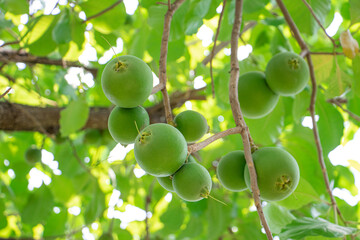 Raw green fruits of Tummy wood or Patana oak (Careya arborea Roxb) hanging on the branch of  tree in tropical garden of Thailand