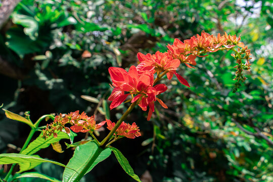 Red flowers of Chaconia, Wild Poinsettia, Warszewiczia, Pride of Trinidad and Tobago (Warszewiczia Coccinea) are blooming on bouquet of the bush plants in tropical flower garden