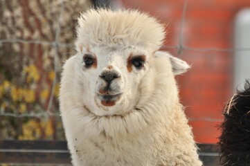 Animals are a traditionally (since the time of Aristotle) distinguished category of organisms, currently considered as a biological kingdom. Animals are the main object of zoology study.