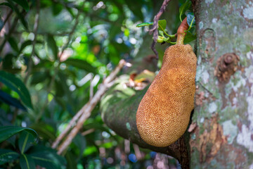 Close-up of a large and sweet Jackfruit hanging from a tropical tree