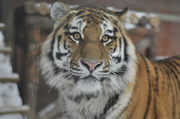 Animals are a traditionally (since the time of Aristotle) distinguished category of organisms, currently considered as a biological kingdom. Animals are the main object of zoology study.