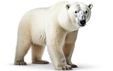 Fototapeta premium polar bear isolated created with Generative AI technology