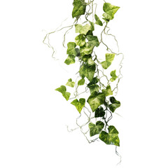 ivy leaves on white background - obrazy, fototapety, plakaty
