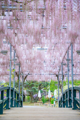 足利フラワーパークの藤の花　栃木県足利市　Wisteria flowers at Ashikaga Flower Park. Tochigi Pref, Asikaga City.