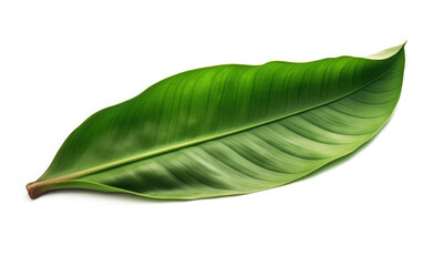 Obraz premium banana leaf isolated created with Generative AI technology