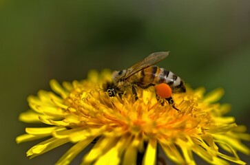 Honey bee (Apis mellifera) at work. - obrazy, fototapety, plakaty