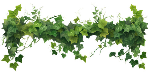 Fototapeta na wymiar ivy on transparent background cutout 