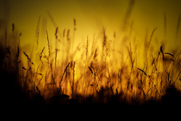 wheat field at sunset