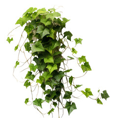 ivy on the wall on transparent background cutout	 - obrazy, fototapety, plakaty