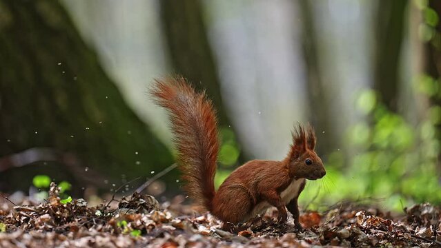 Squirell in fast super jump in forest, 4k Footage