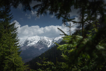 view of the snow-capped mountains through the branches of spruce