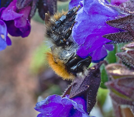 Bumblebee at work with lungwort flowers.