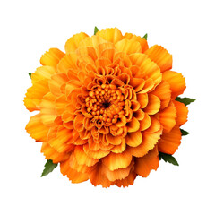 marigold flowers isolated on transparent background cutout