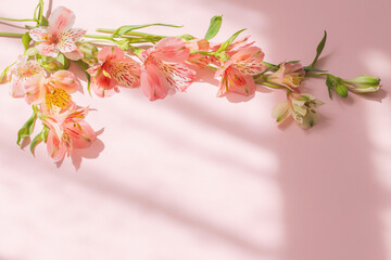 alstroemeria flowers on pink background in sunlight