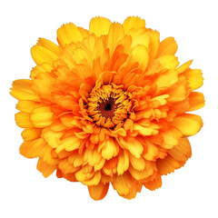 marigold on transparent background cutout