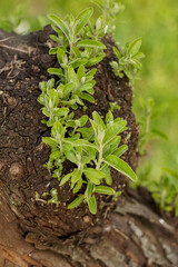 Green shoots growing on a tree bark