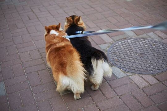A couple of adorable Pembroke Welsh Corgis walking on a leash. Pet owner walks corgy dogs outdoor