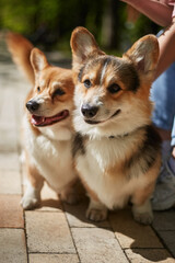 Portrait of a couple of cute corgis. Purebred Pembroke Welsh Corgi dogs sitting in a park by the owner