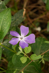 single flower of periwinkle surrounded by lush green leaves. botanical name; Vinca major