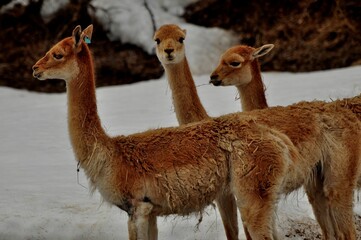 Obraz premium Animals are a traditionally (since the time of Aristotle) distinguished category of organisms, currently considered as a biological kingdom. Animals are the main object of zoology study.