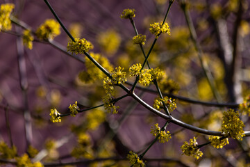 Erste Blüten im Frühling