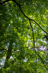 green forest in the morning