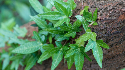 Green shoots growing on a tree bark