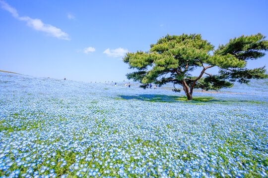 春の国営ひたち海浜公園のネモフィラ　茨城県ひたちなか市　Nemophila at Hitachi Seaside Park in spring. Ibaraki Pref, Hitachinaka City.