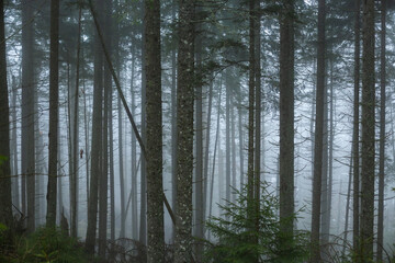 spruce forest in the fog