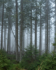 spruce forest in the fog