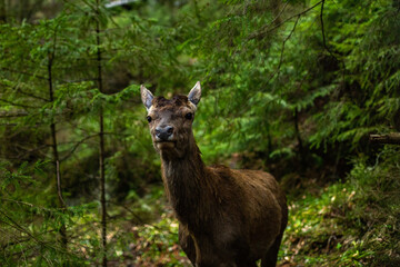 Naklejka na ściany i meble roe deer in the forest