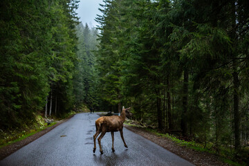 roe deer in the forest on the road