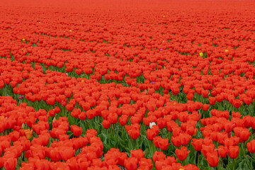 Selective focus of red flowers in the fields, Tulips are a genus of spring-blooming perennial herbaceous bulbiferous geophytes, Tulip festival in Netherlands, Nature floral pattern background.