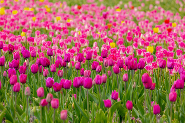 Selective focus row of multi colour tulip in the field, Line of colourful flowers in the farm, Tulips are a genus of perennial herbaceous bulbiferous geophytes, Nature floral background, Netherlands.