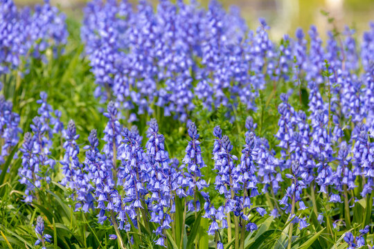 Selective focus of Spanish bluebell flowers, Hyacinthoides hispanica, Endymion hispanicus or Scilla hispanica is a spring-flowering bulbous perennial native to the Iberian Peninsula, Nature background